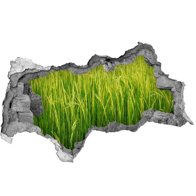 Fototapet 3D gaură în perete Câmp de orez