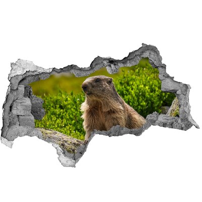 Autocolant autoadeziv gaură marmota