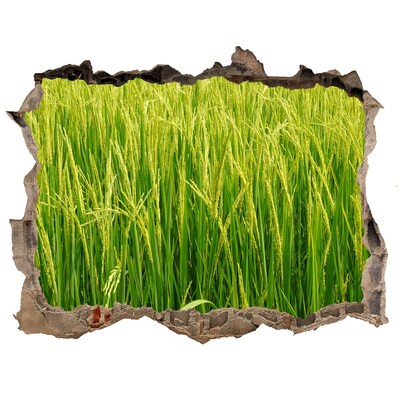 Fototapet 3D gaură în perete Câmp de orez