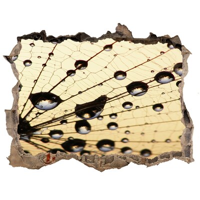 Fototapet 3D gaură în perete Picături de apă pe aripa unui fluture