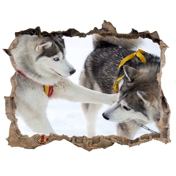 Fototapet 3D gaură în perete Husky siberian în acțiune