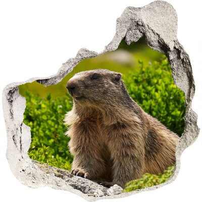 Autocolant gaură 3D marmota