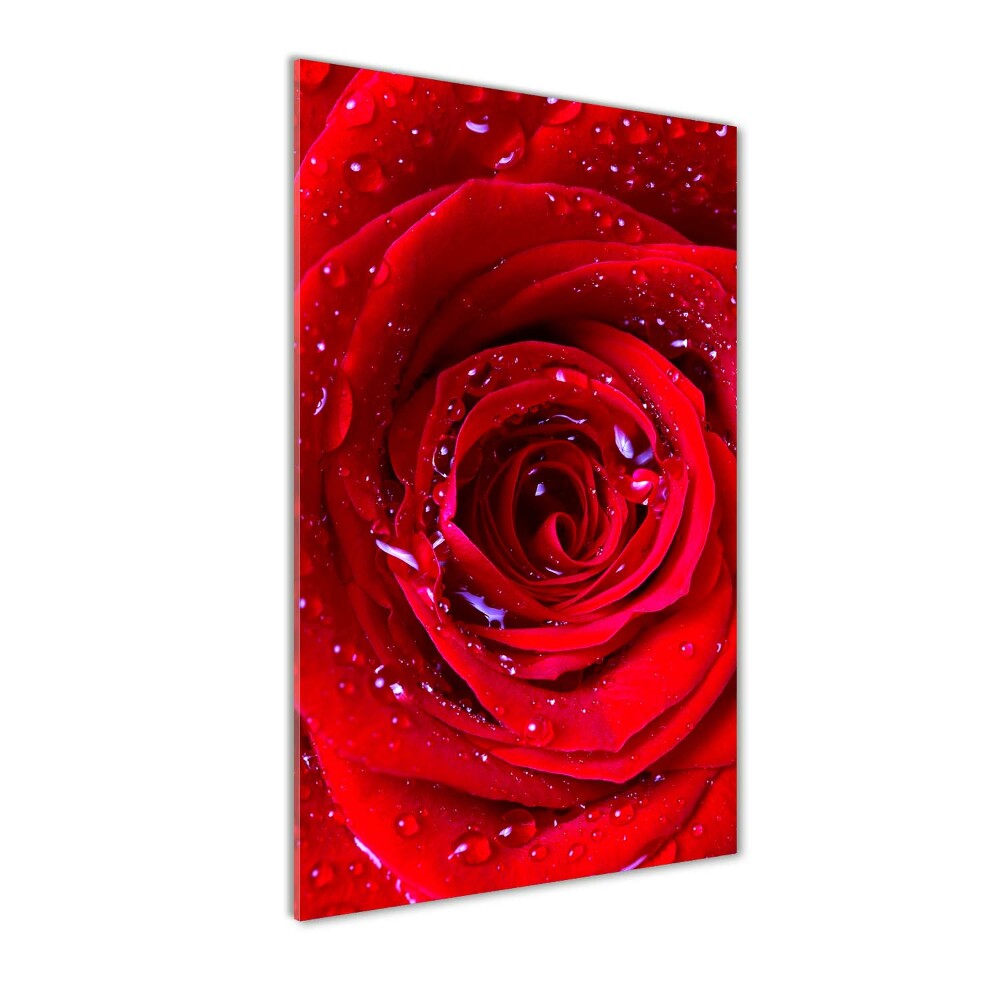 Tablou sticlă acrilică Trandafir roșu