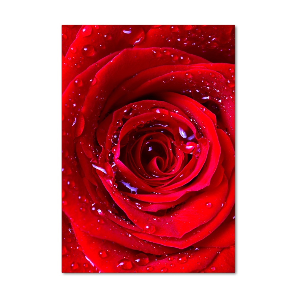 Tablou sticlă acrilică Trandafir roșu