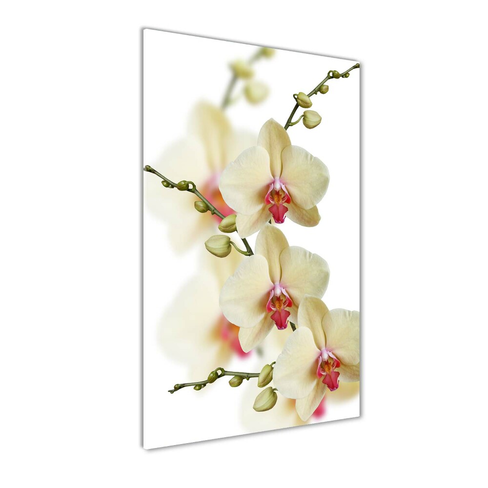 Tablou pe sticlă acrilică Orhidee