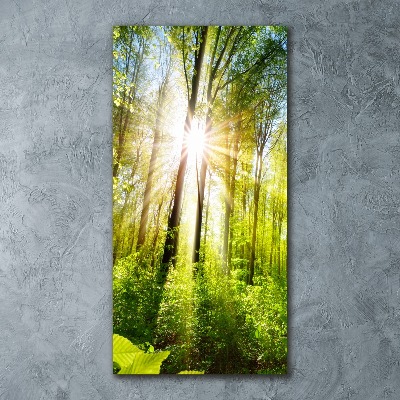 Tablou pe sticlă acrilică Soare în pădure