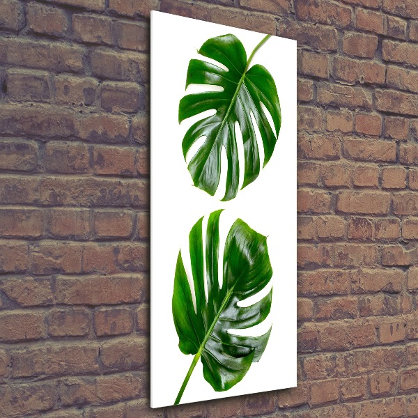 Tablou pe sticlă acrilică Monstera