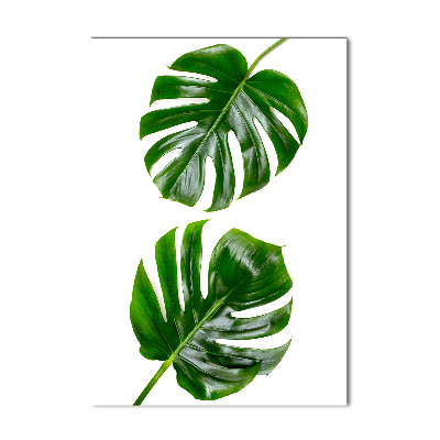 Tablou pe sticlă acrilică Monstera