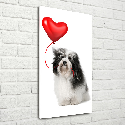 Tablou pe acril balon havanese