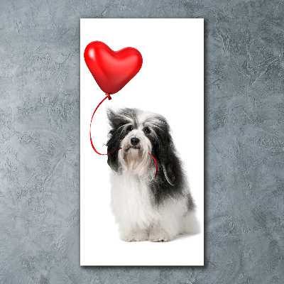 Tablou pe acril balon havanese