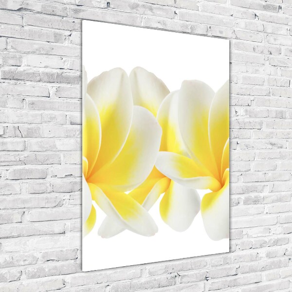 Tablou pe acril plumeria