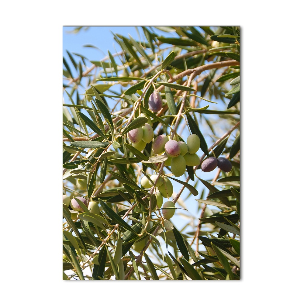 Tablou pe acril Măsline pe copac