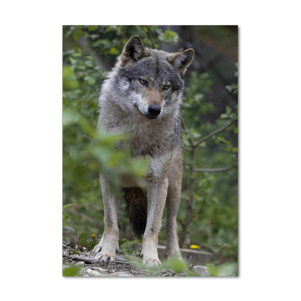 Tablou sticlă acrilică Wolf în pădure