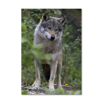 Tablou sticlă acrilică Wolf în pădure