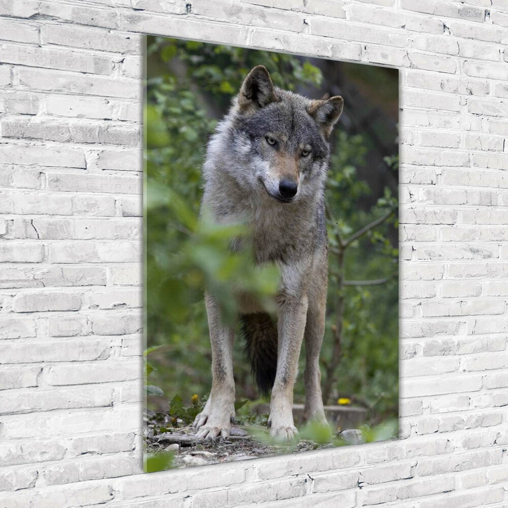Tablou sticlă acrilică Wolf în pădure