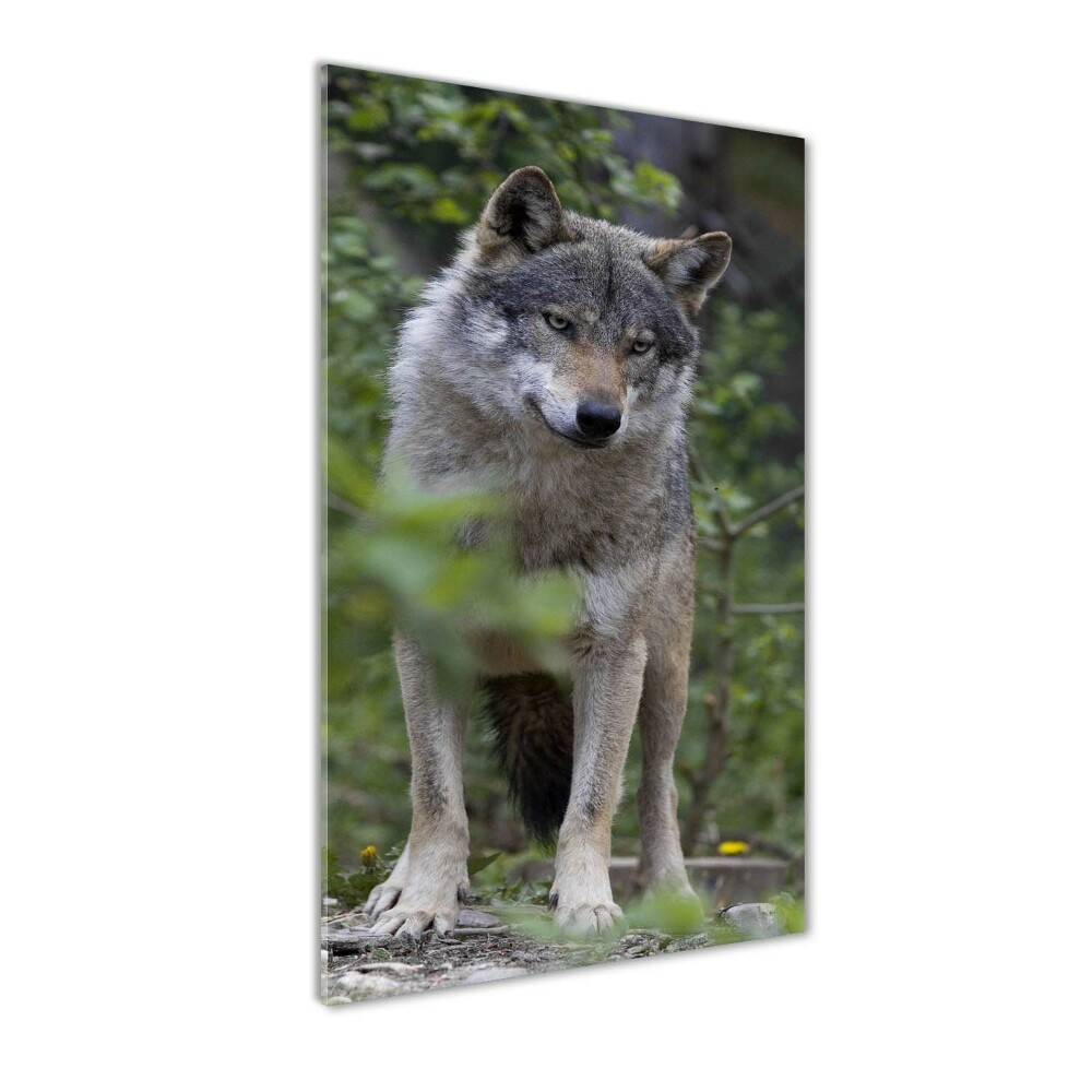 Tablou sticlă acrilică Wolf în pădure