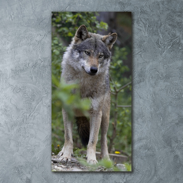 Tablou sticlă acrilică Wolf în pădure