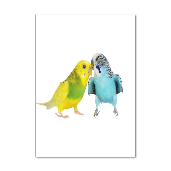 Tablou pe sticlă acrilică budgies