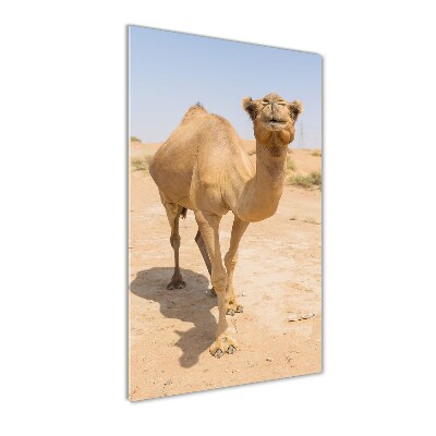 Tablou pe sticlă acrilică Camel în deșert