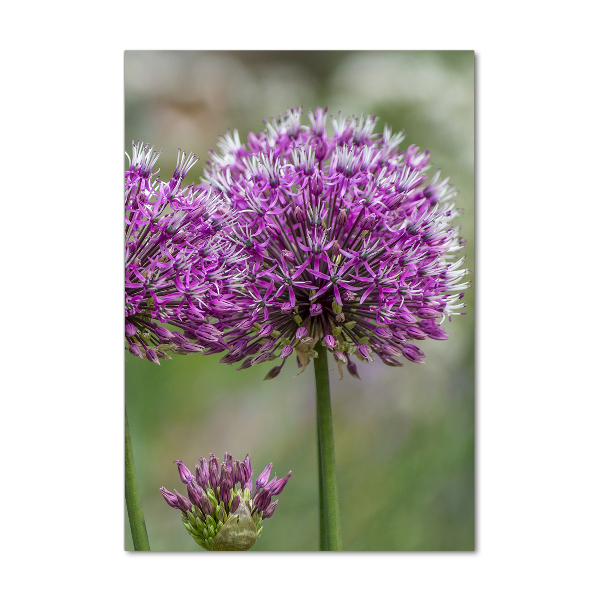 Tablou acrilic flori de usturoi