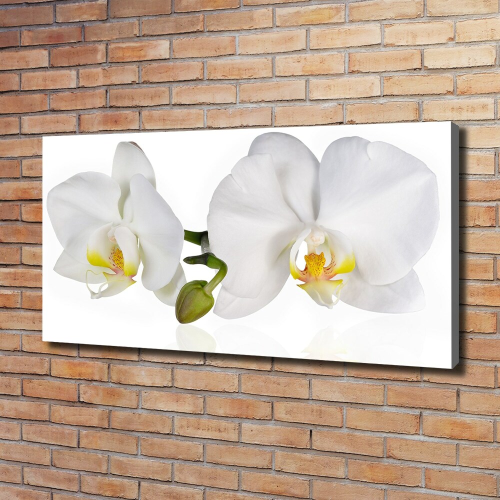 Tablou pe pânză canvas Orhidee