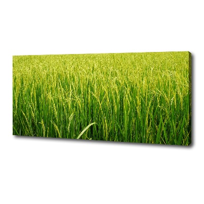 Tablouri tipărite pe pânză Câmp de orez