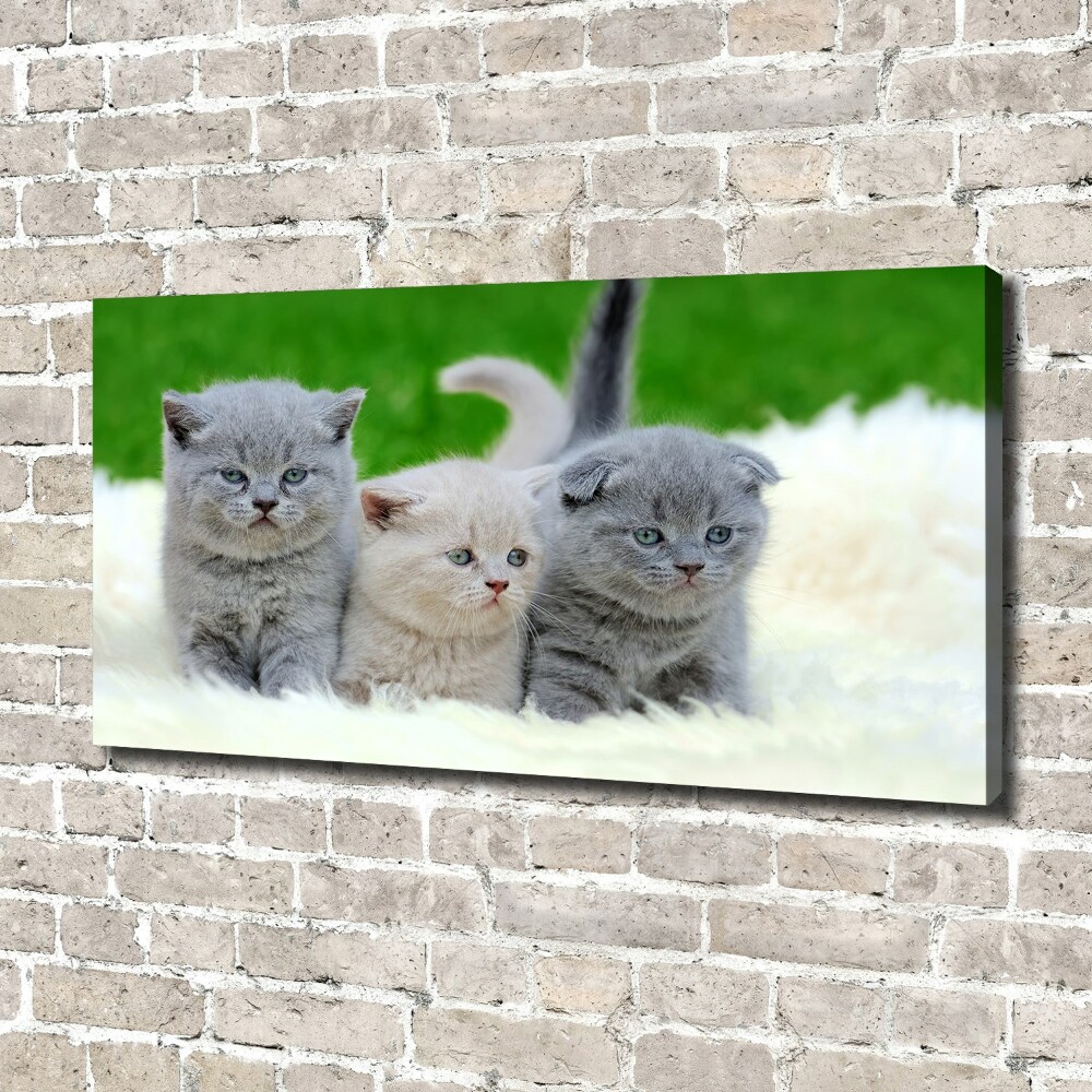 Print pe pânză Trei pisici pe o pătură