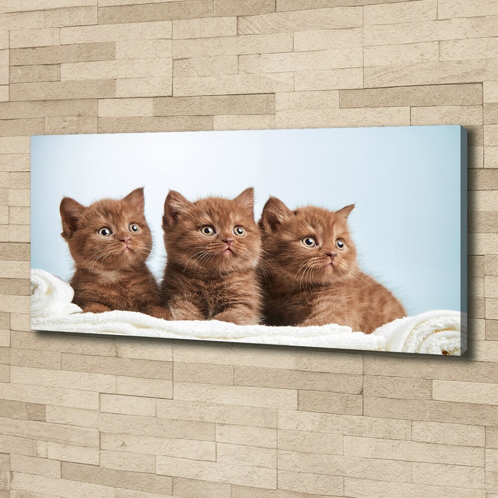 Tablou pe pânză canvas Pisici pe un prosop