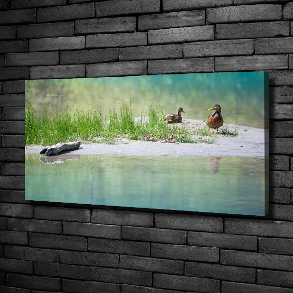 Imprimare tablou canvas Ducks de apă