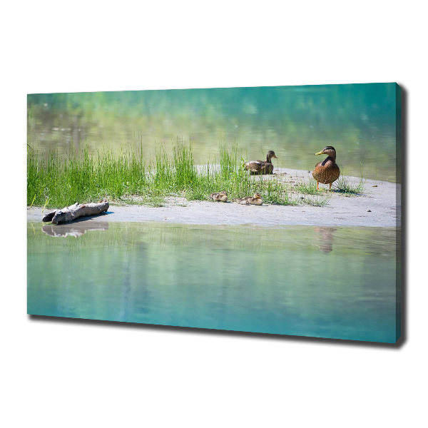 Imprimare tablou canvas Ducks de apă