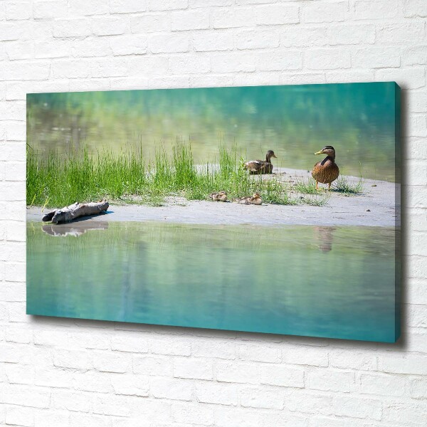 Imprimare tablou canvas Ducks de apă