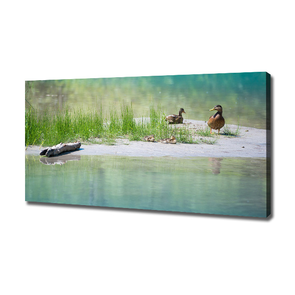 Imprimare tablou canvas Ducks de apă