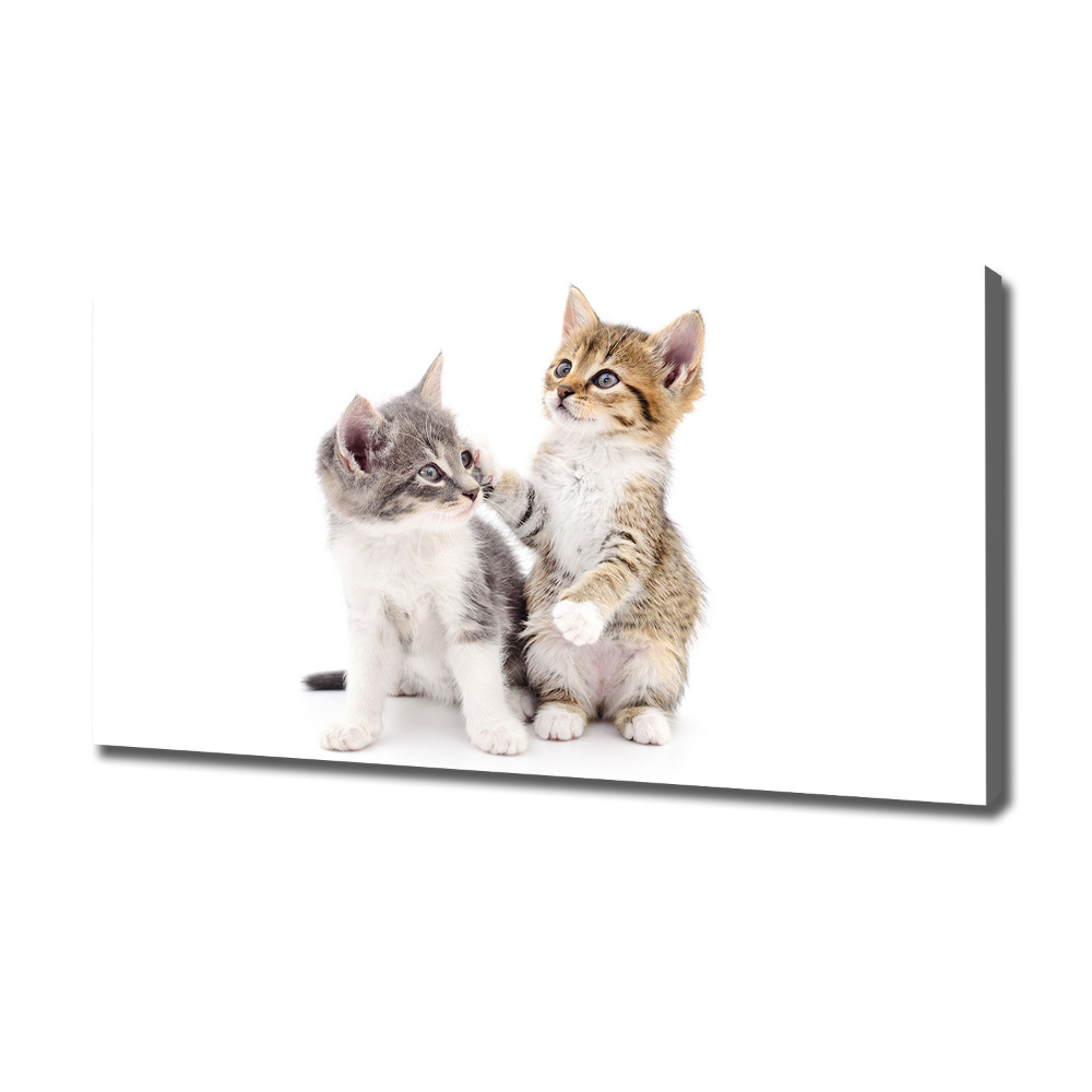 Print pe canvas Două pisici de talie mică