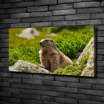 Tablou pe pânză canvas marmota