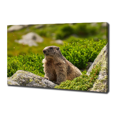 Tablou pe pânză canvas marmota