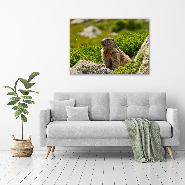 Tablou pe pânză canvas marmota