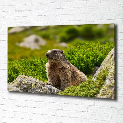 Tablou pe pânză canvas marmota