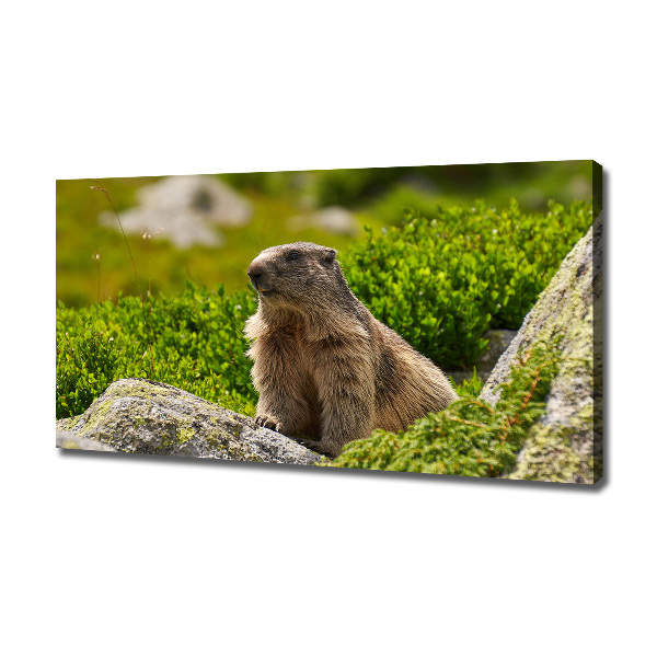 Tablou pe pânză canvas marmota