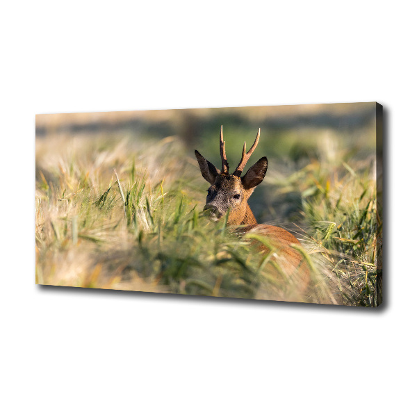 Print pe canvas Deer în domeniu