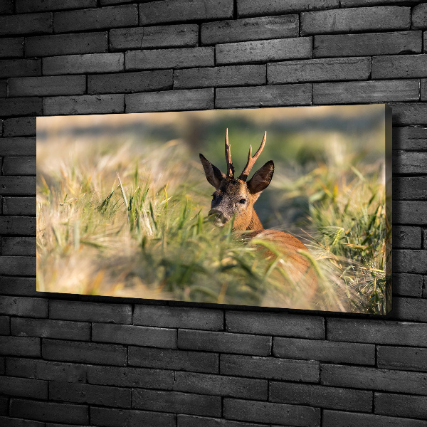 Print pe canvas Deer în domeniu