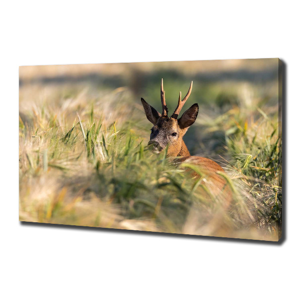 Print pe canvas Deer în domeniu