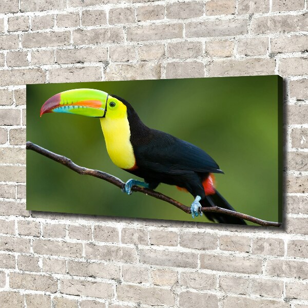 Print pe pânză Toucan