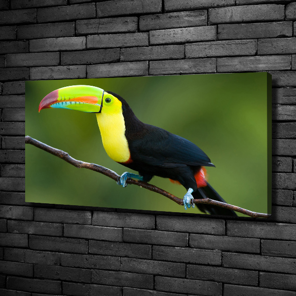 Print pe pânză Toucan