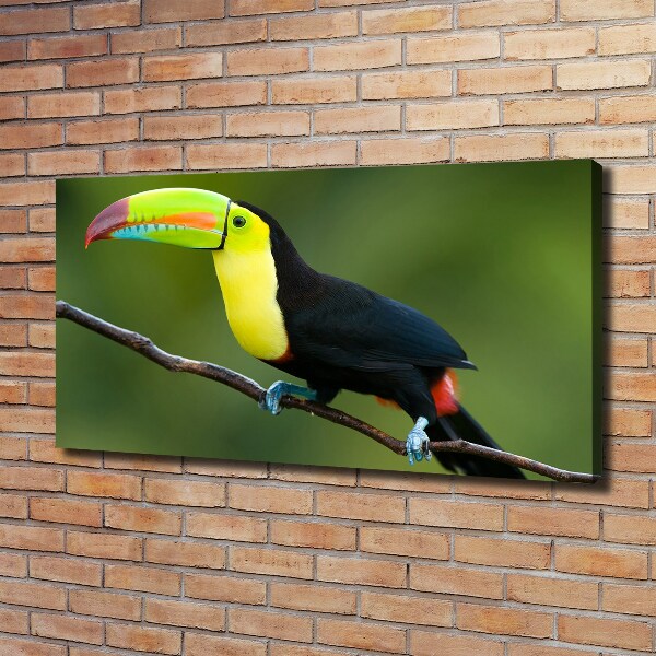 Print pe pânză Toucan