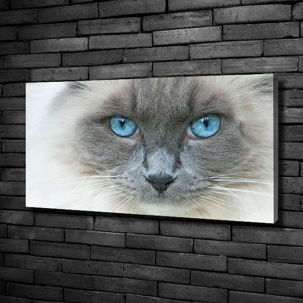 Imprimare tablou canvas Cat ochi albaștri