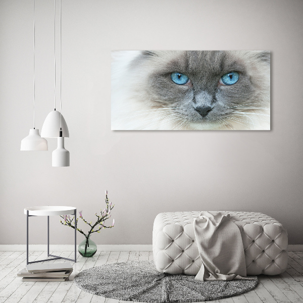 Imprimare tablou canvas Cat ochi albaștri