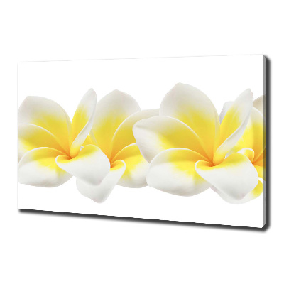 Print pe canvas plumeria