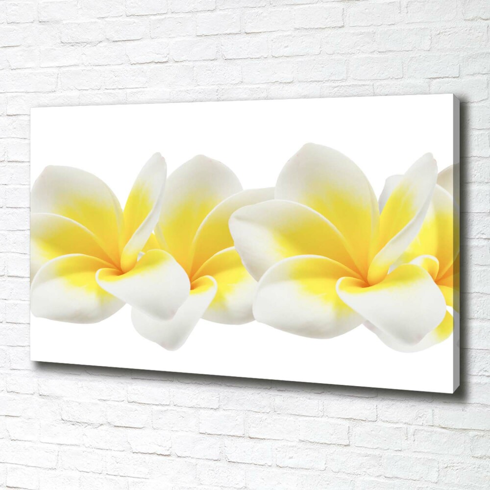 Print pe canvas plumeria