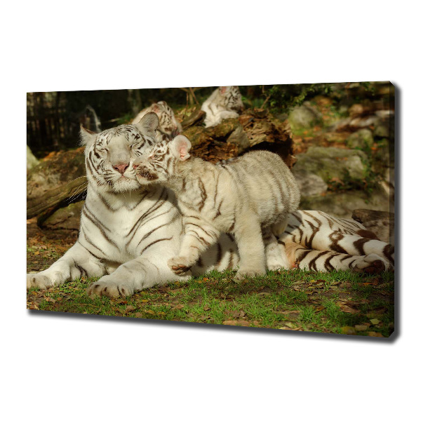 Tablou canvas Tigers