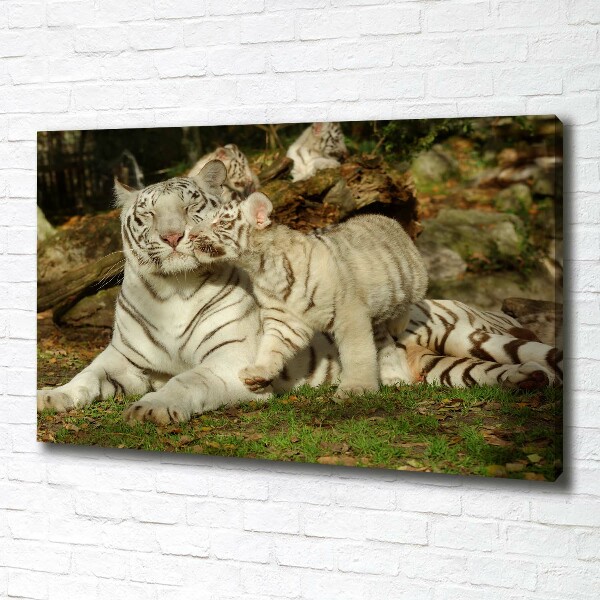 Tablou canvas Tigers